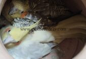 Beautiful breeder cocktail parrots pair