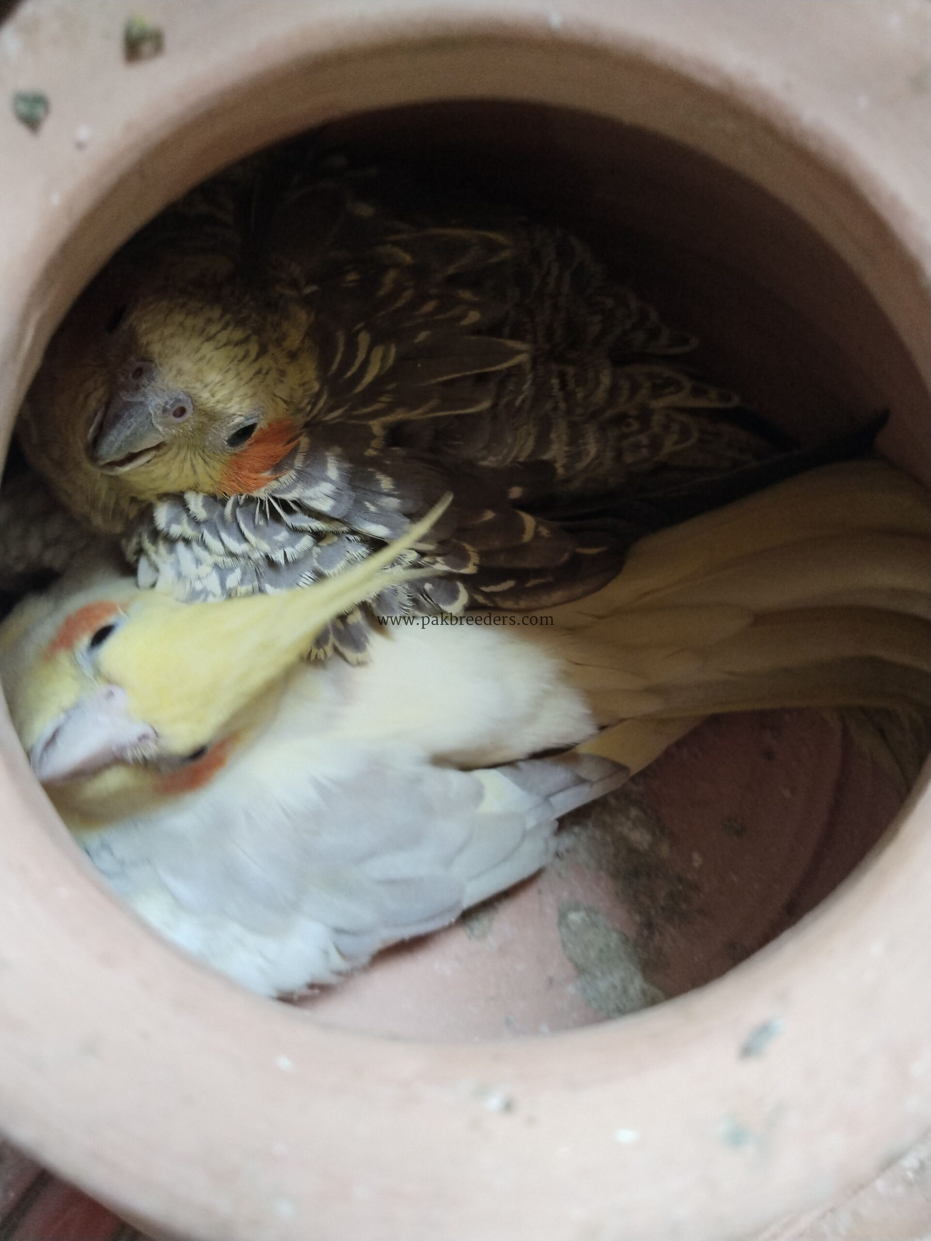 Beautiful breeder cocktail parrots pair