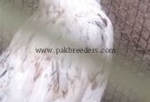 🐔 White Desi+ aseel Hen – Healthy & Active | Ready for Sale