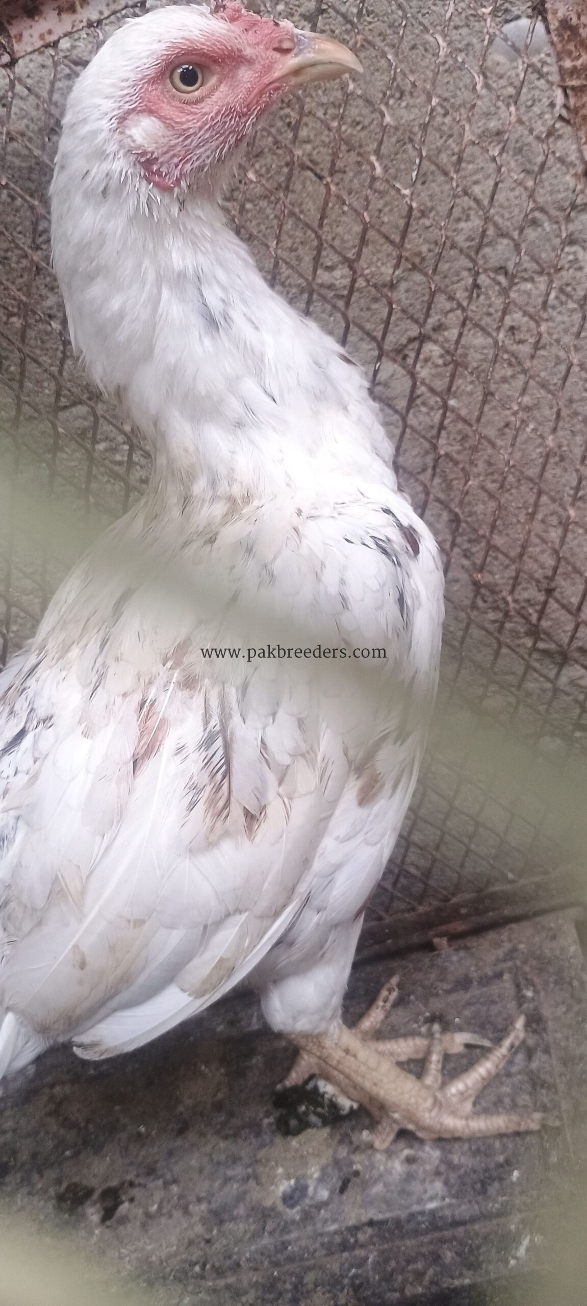 🐔 White Desi+ aseel Hen – Healthy & Active | Ready for Sale