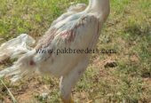 White shamo for sale