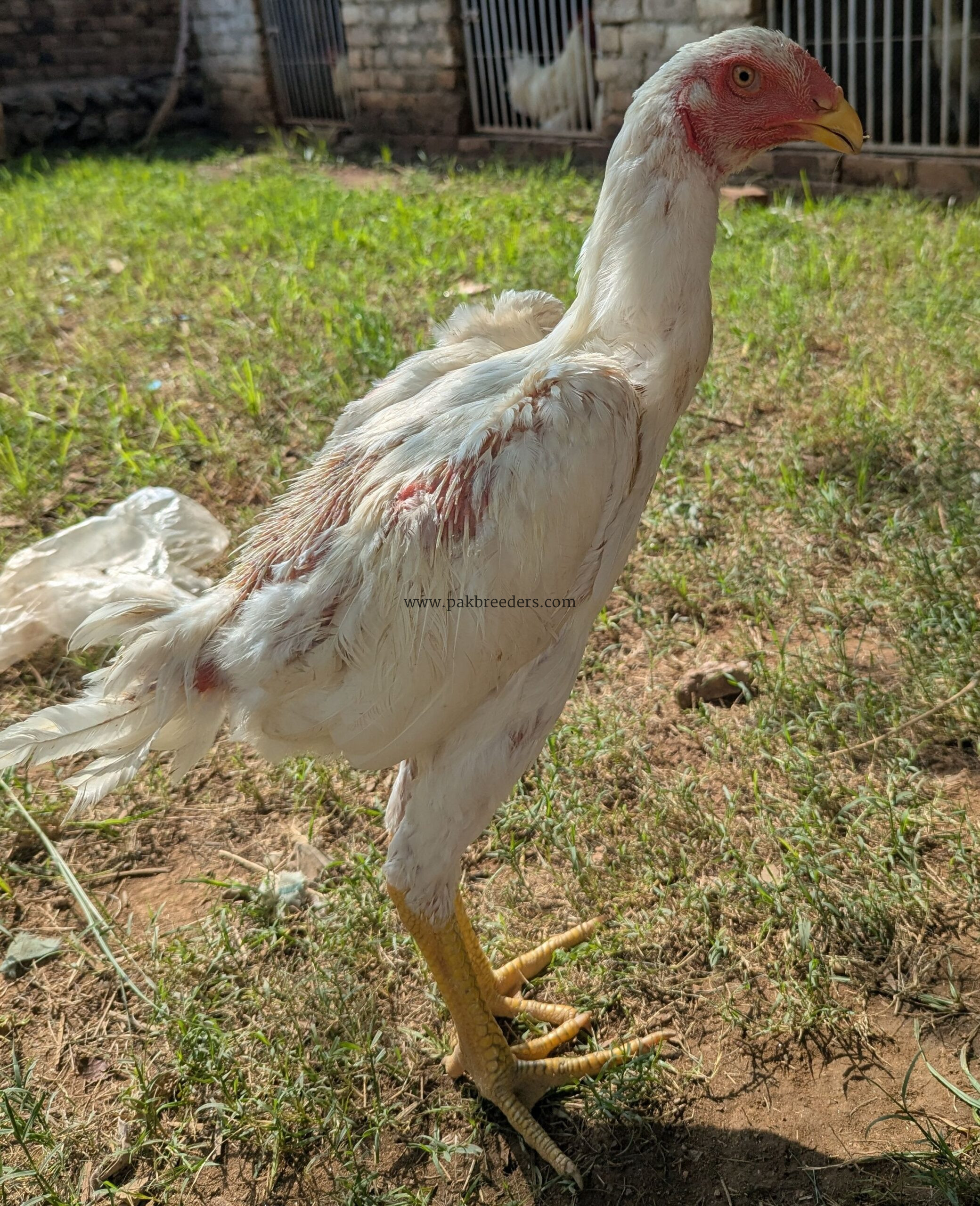 White shamo for sale