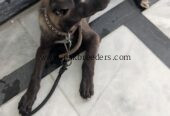 Labrador dog male