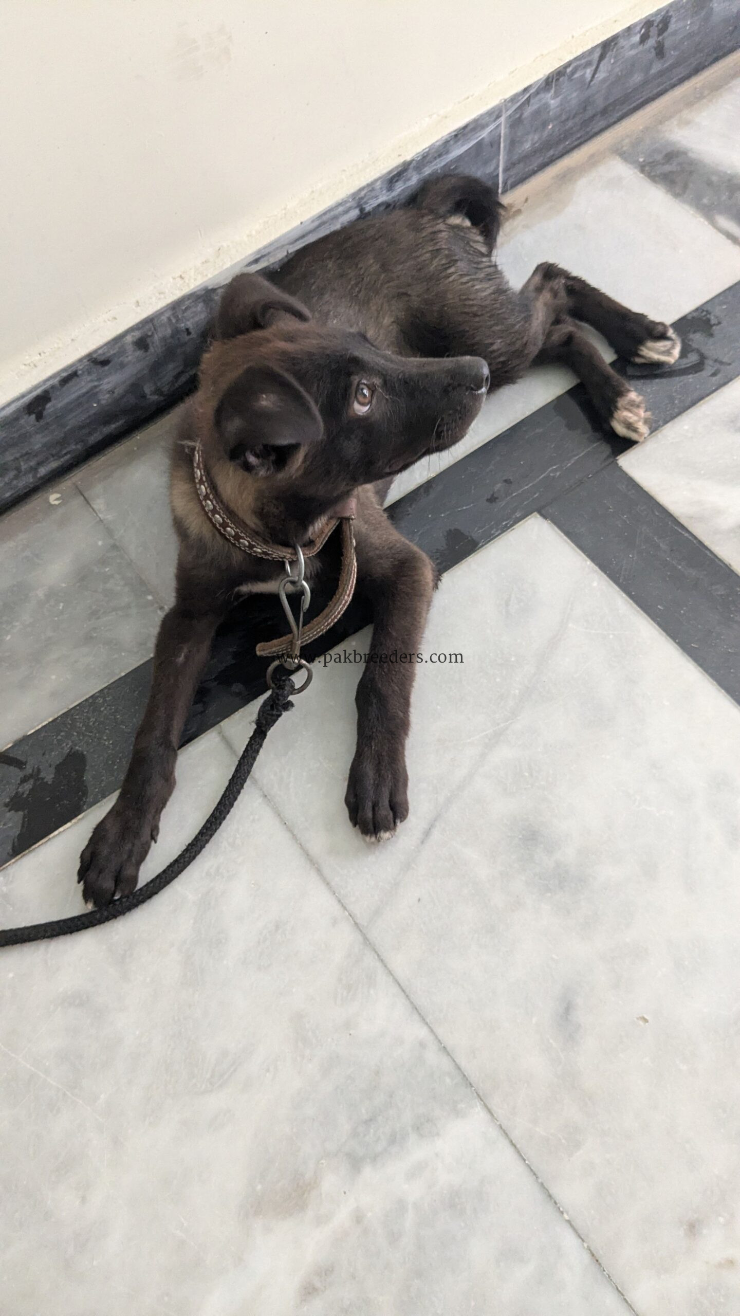 Labrador dog male
