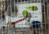 Budgies / Australian