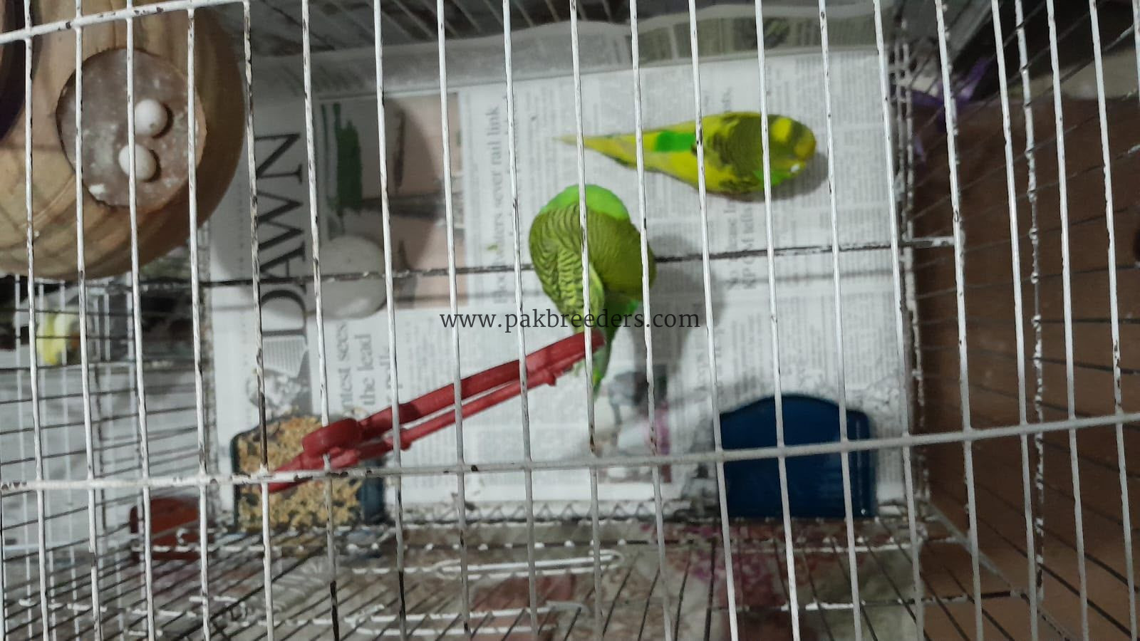 Budgies / Australian