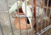 Parrots hai first breeder