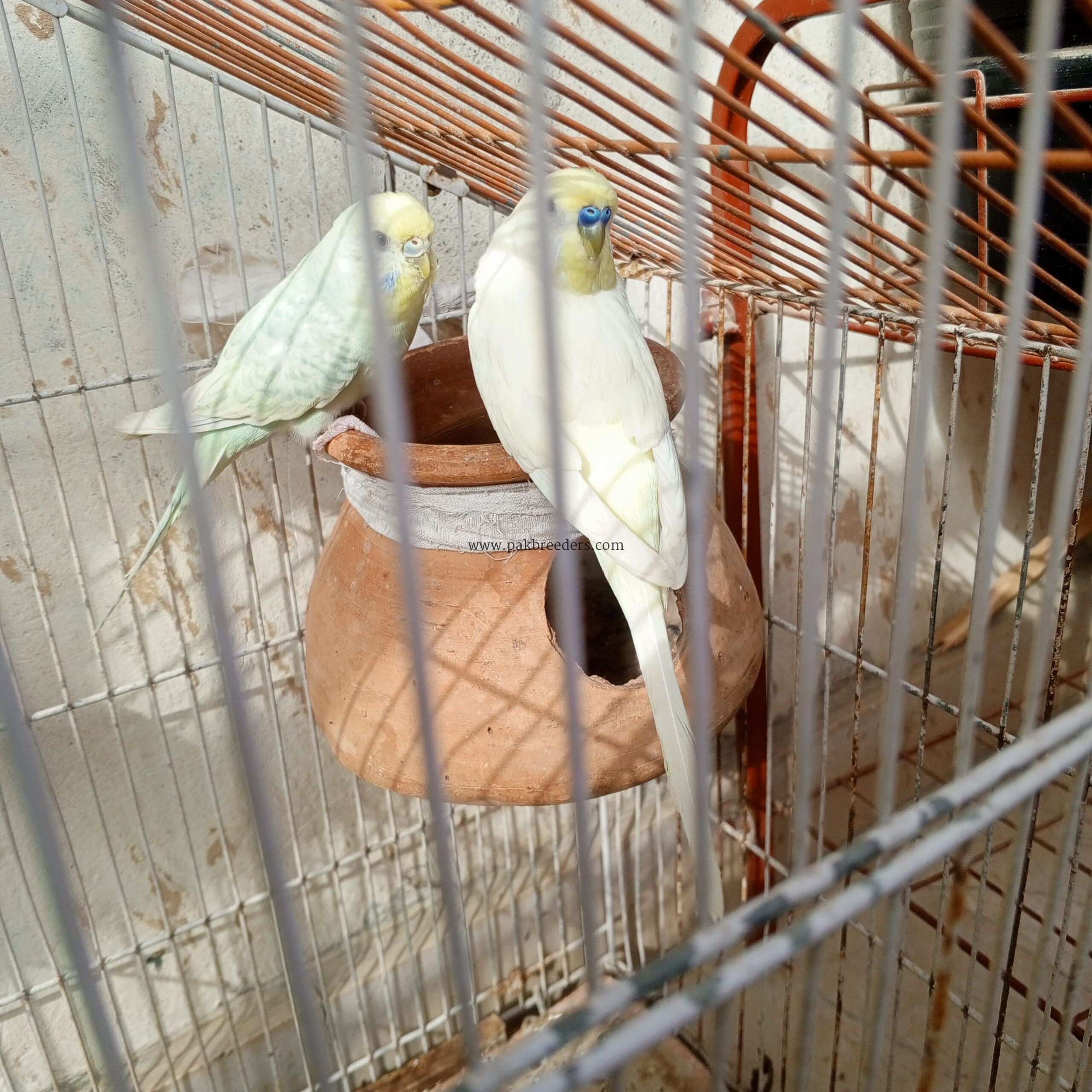 Parrots hai first breeder