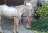 2 رشین گلابی ٹیڈے دوندے برائے فروخت