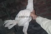 Aseel breed roster .