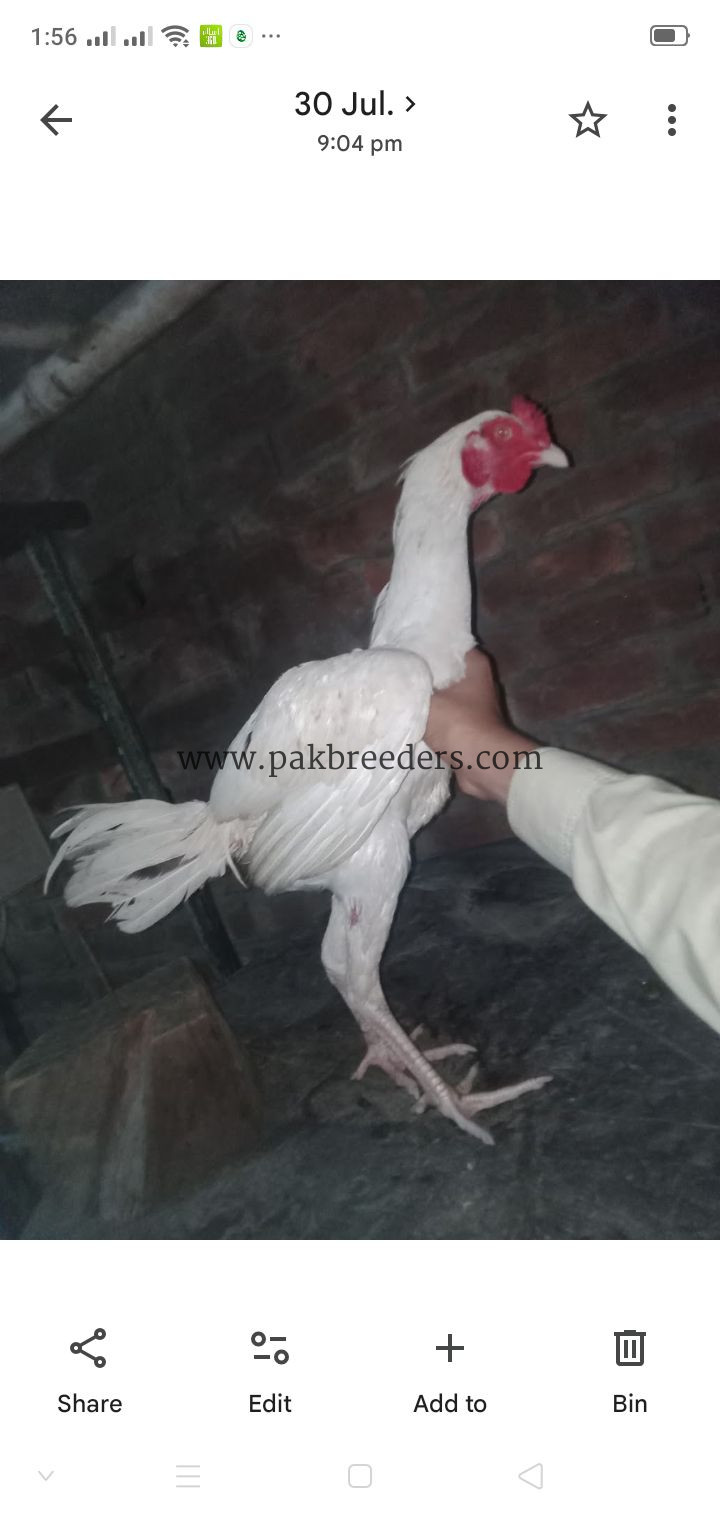 Aseel breed roster .
