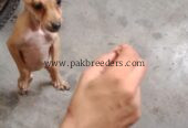 Chihuahua dog for sale