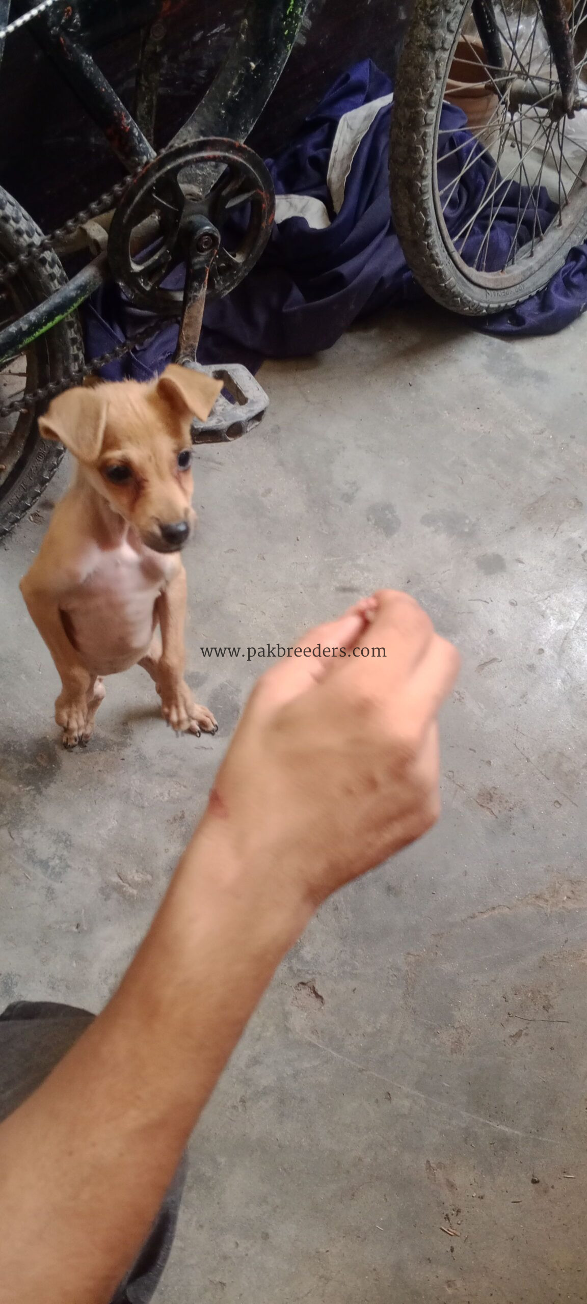Chihuahua dog for sale