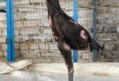 For sale black shamo