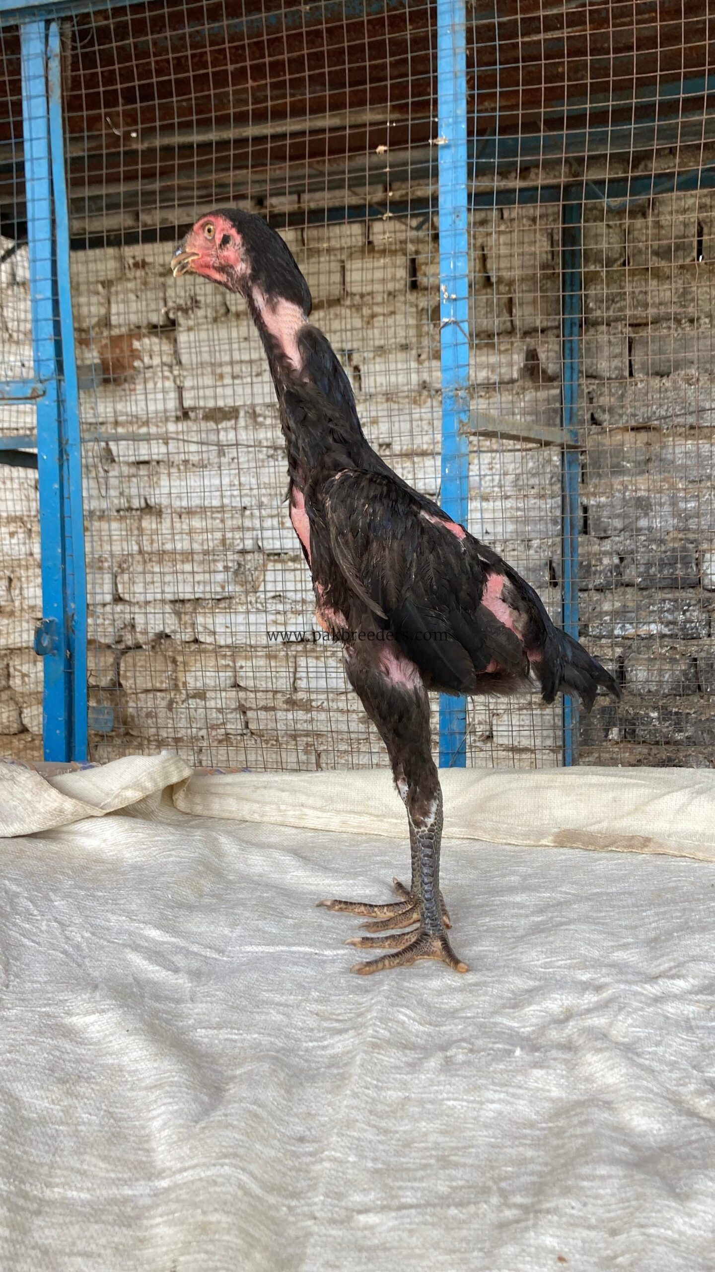 For sale black shamo
