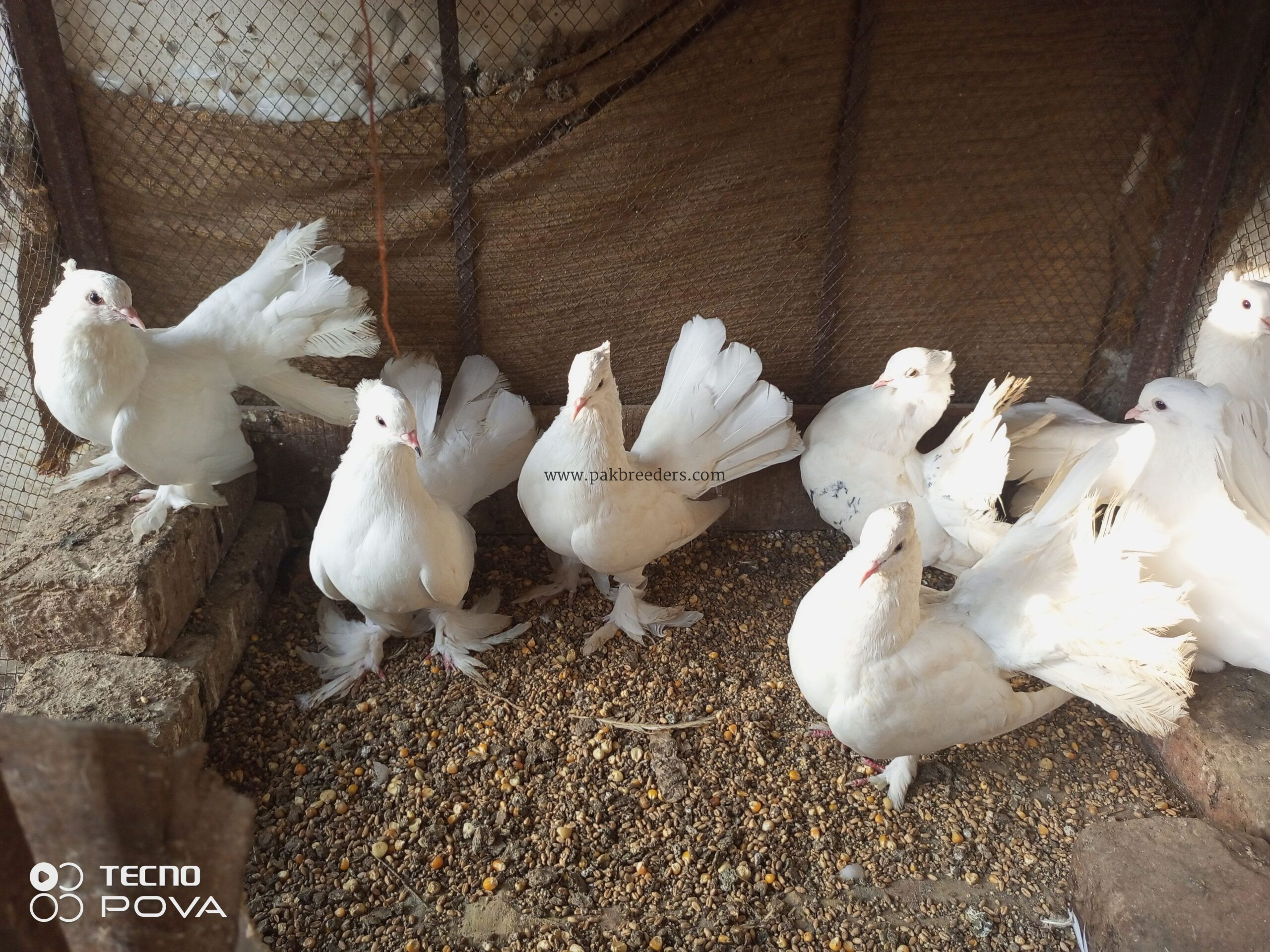 7 PCs white Indian lucky available