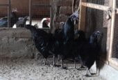 Ayam Samani Breeders for sale