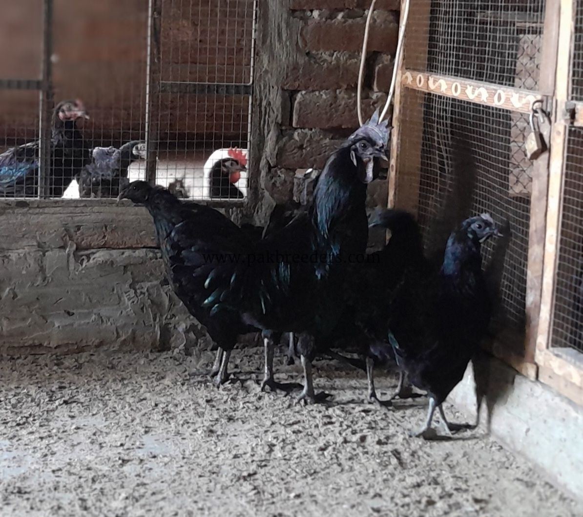 Ayam Samani Breeders for sale