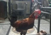 DESI HENS FOR SALE PATHAY
