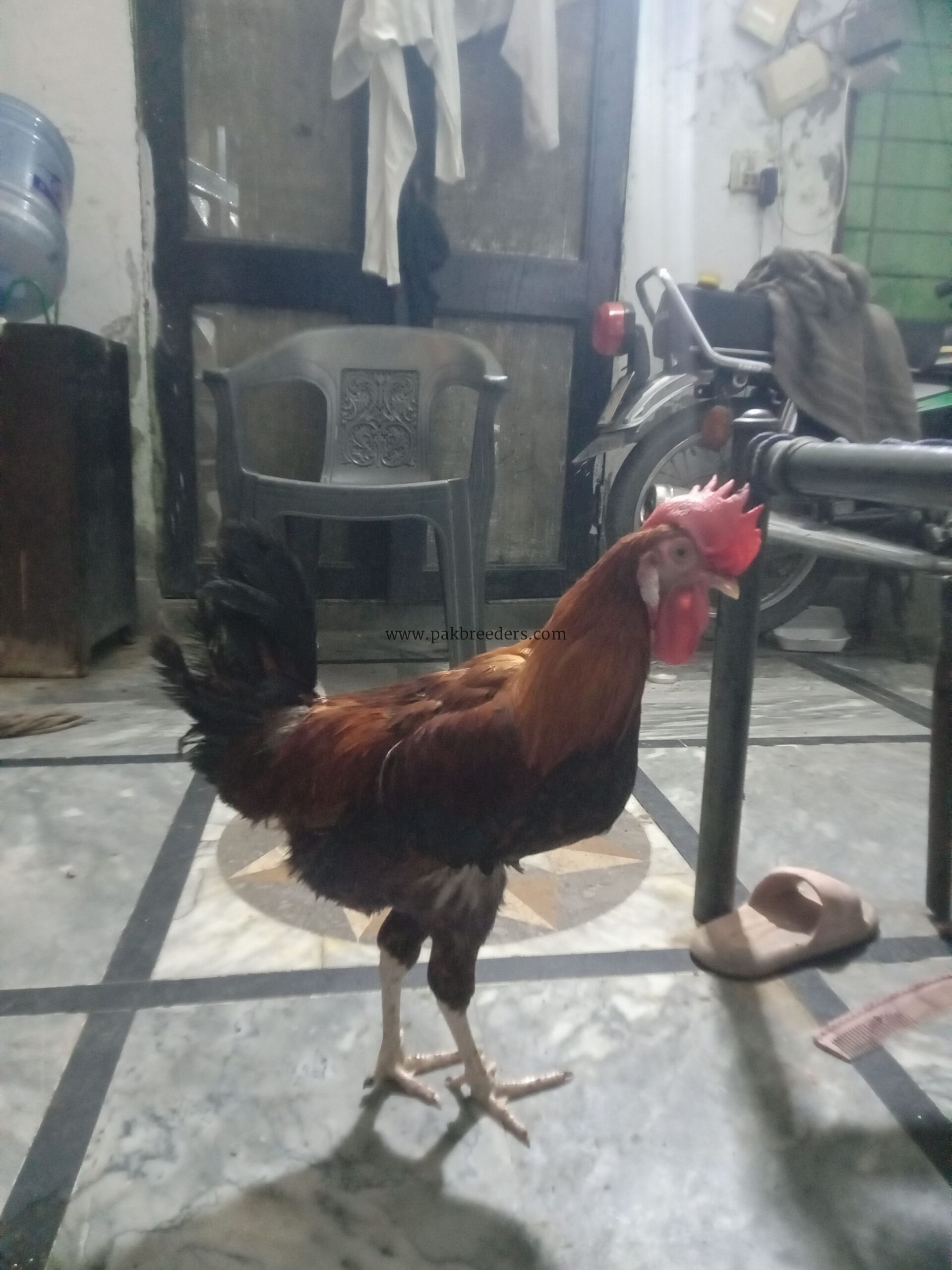 DESI HENS FOR SALE PATHAY