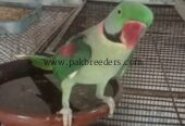 Raw Alexander Parrots For sale