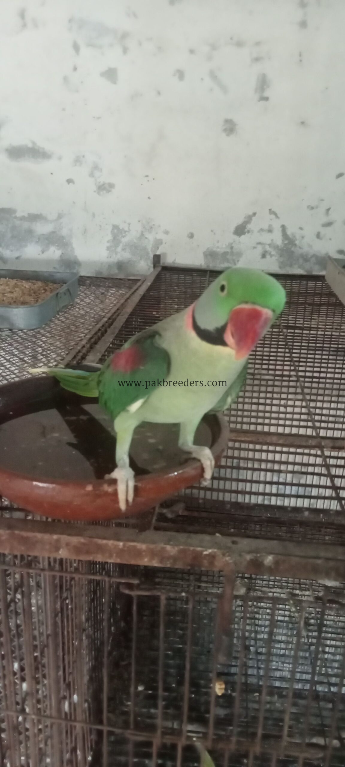 Raw Alexander Parrots For sale