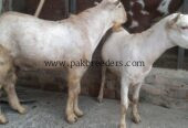 2 رشین گلابی ٹیڈے دوندے برائے فروخت