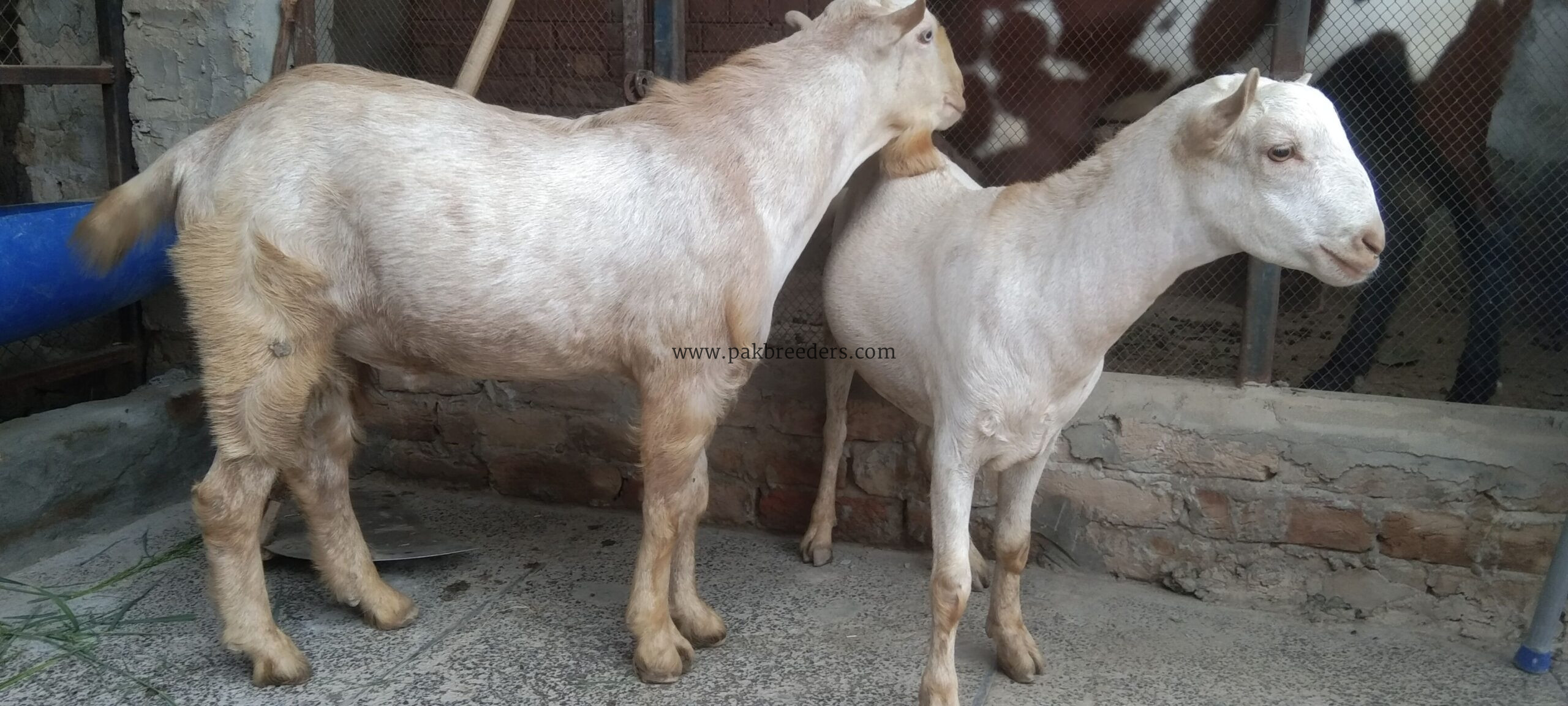 2 رشین گلابی ٹیڈے دوندے برائے فروخت
