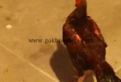 1 male 3 female.. Age 8 months. .2female Egg laying start