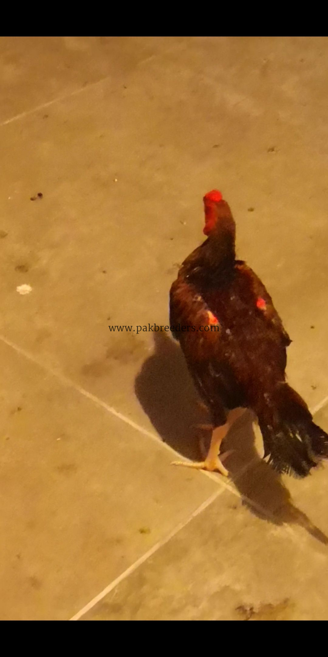 1 male 3 female.. Age 8 months. .2female Egg laying start