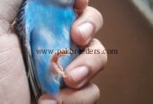 Budgies / Australian