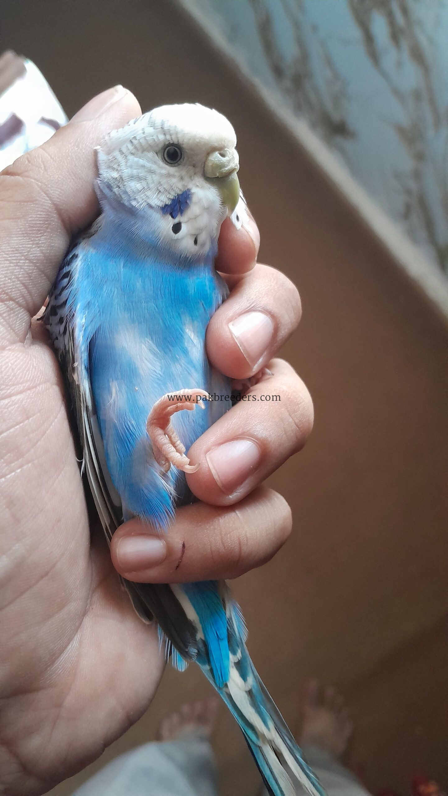 Budgies / Australian