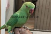 Ringbeck pair forsale one parrot hand tame