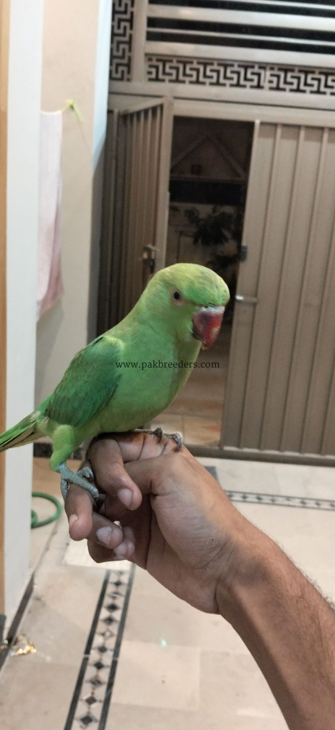 Ringbeck pair forsale one parrot hand tame