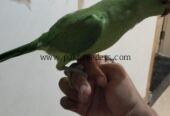 Ringbeck pair forsale one parrot hand tame