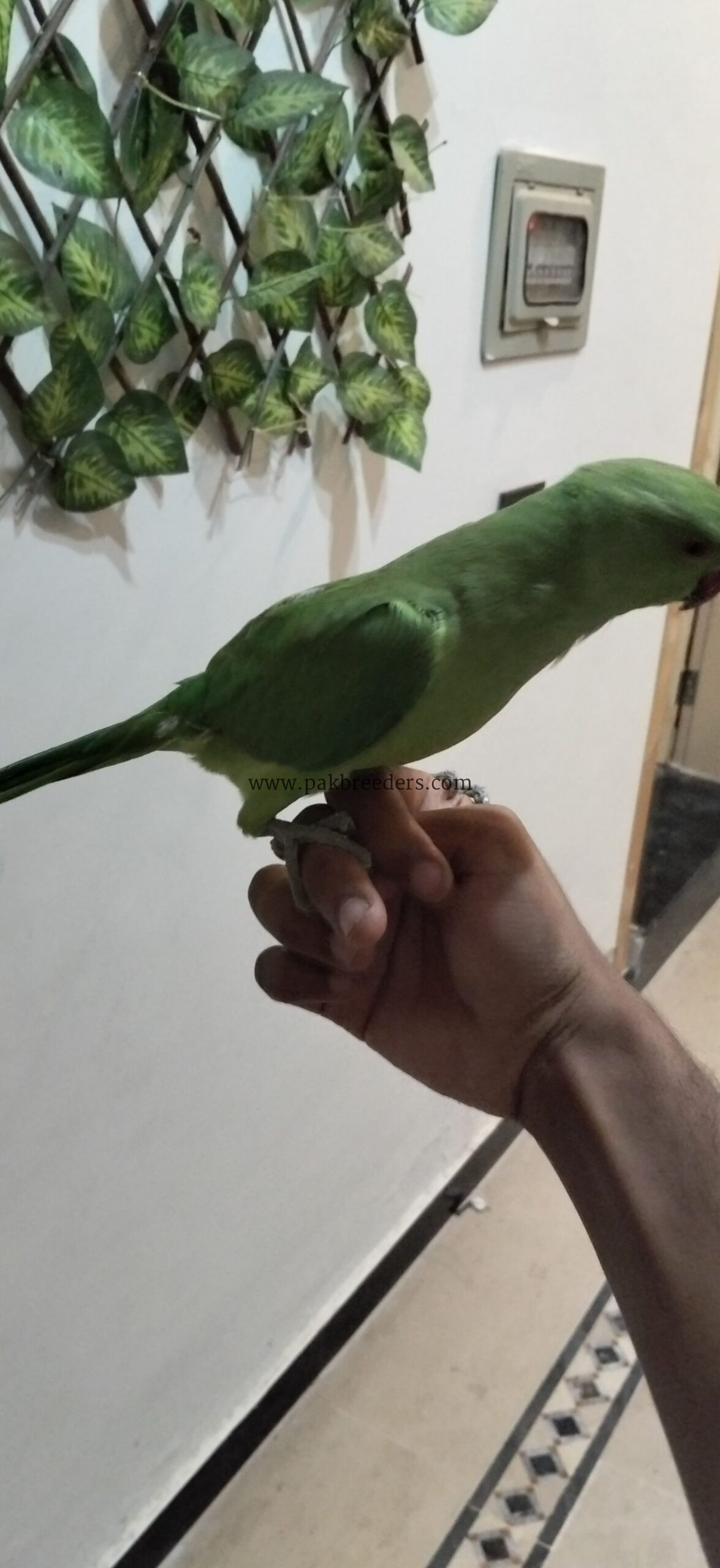Ringbeck pair forsale one parrot hand tame