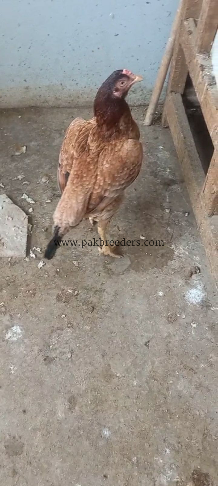 Aseel miawali kurak hen