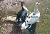 Muscovy Ducks pair slae