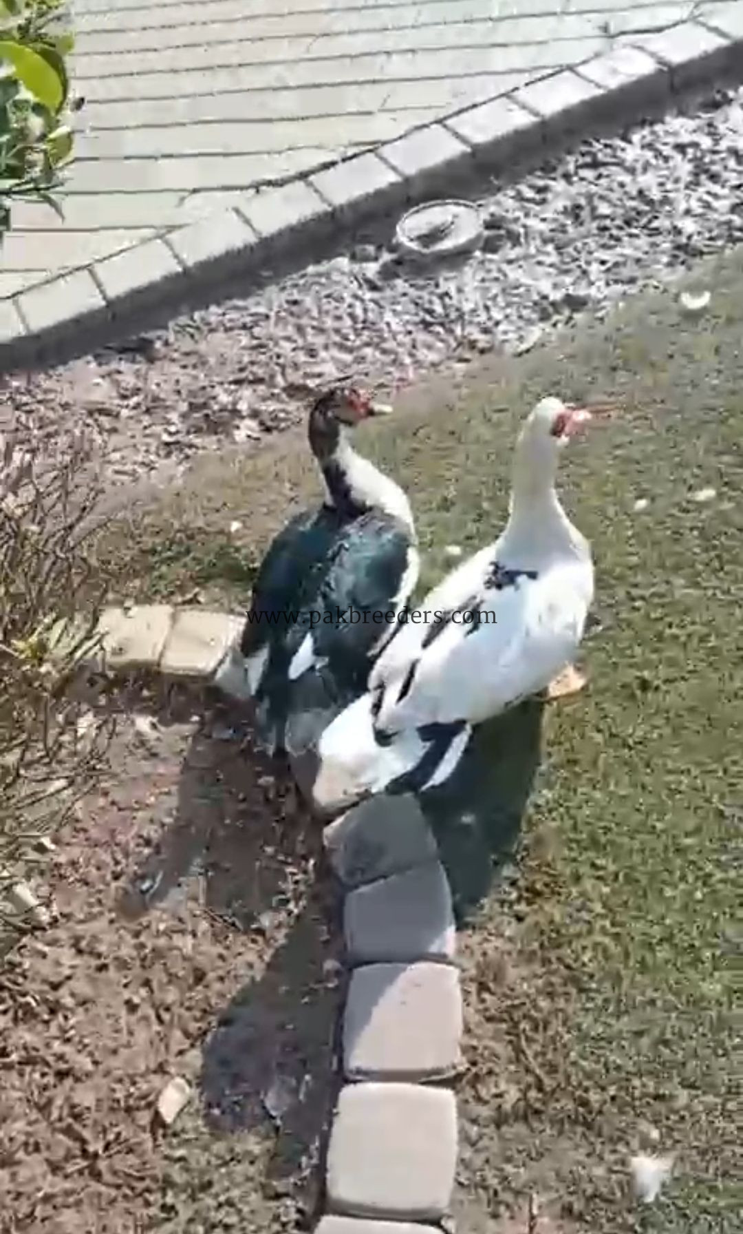Muscovy Ducks pair slae