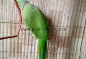 Ring neck breeder male for sale urgent contact 03156674244