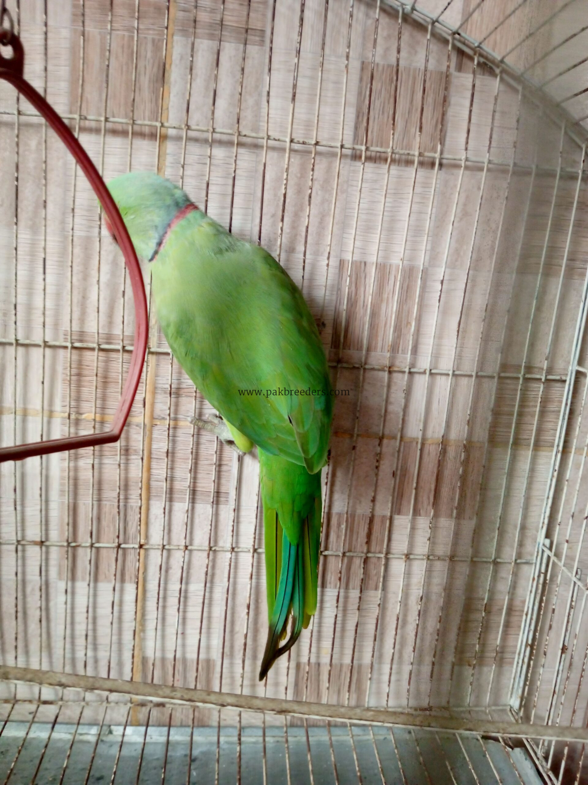 Ring neck breeder male for sale urgent contact 03156674244