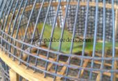 Ringneck female breeder