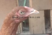 Best breeder seal hen contact number 03266809903