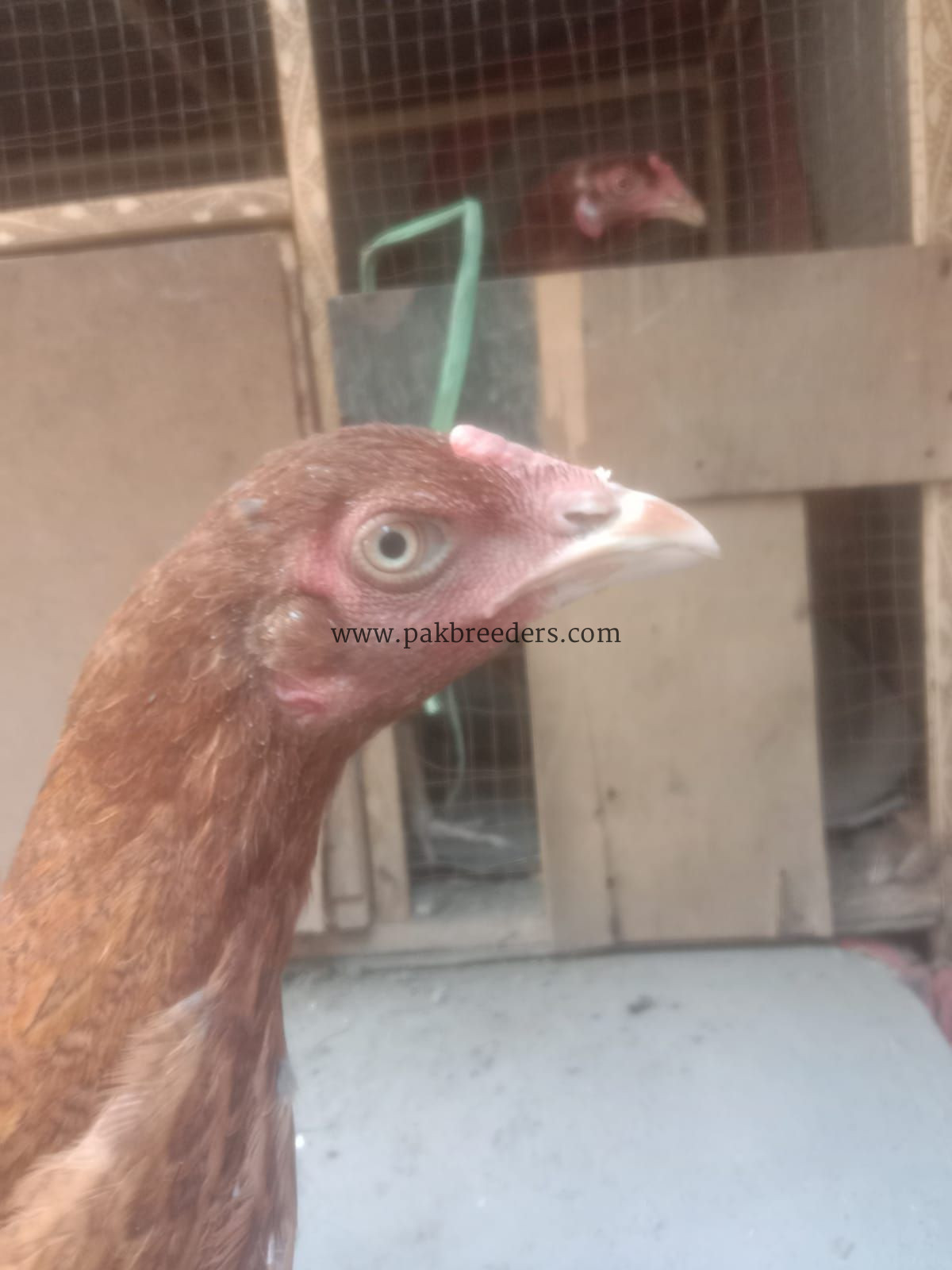 Best breeder seal hen contact number 03266809903