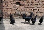 Ayam Samani Breeders for sale