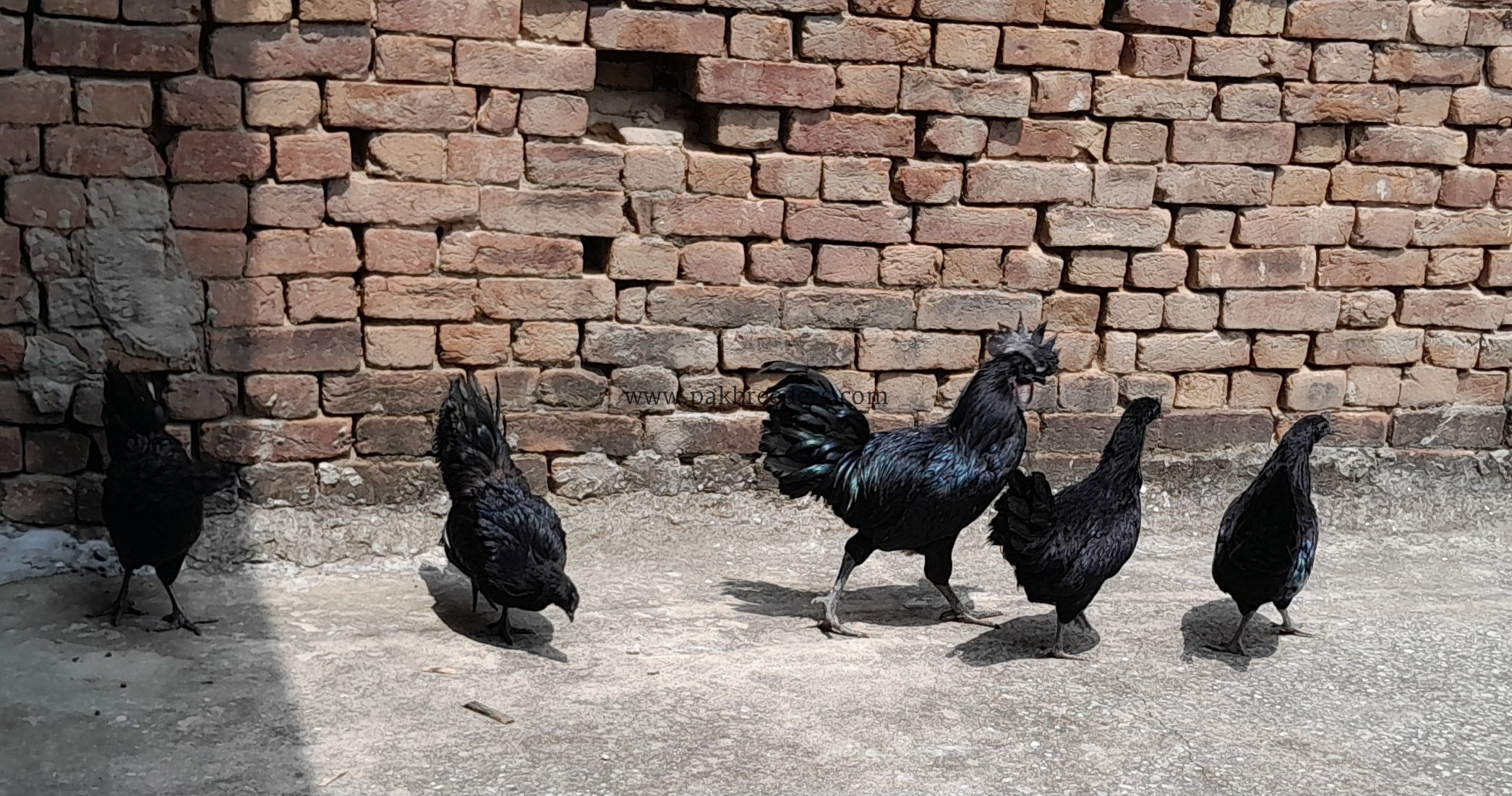 Ayam Samani Breeders for sale