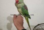 Kashmiri raw parrot ha hand tym