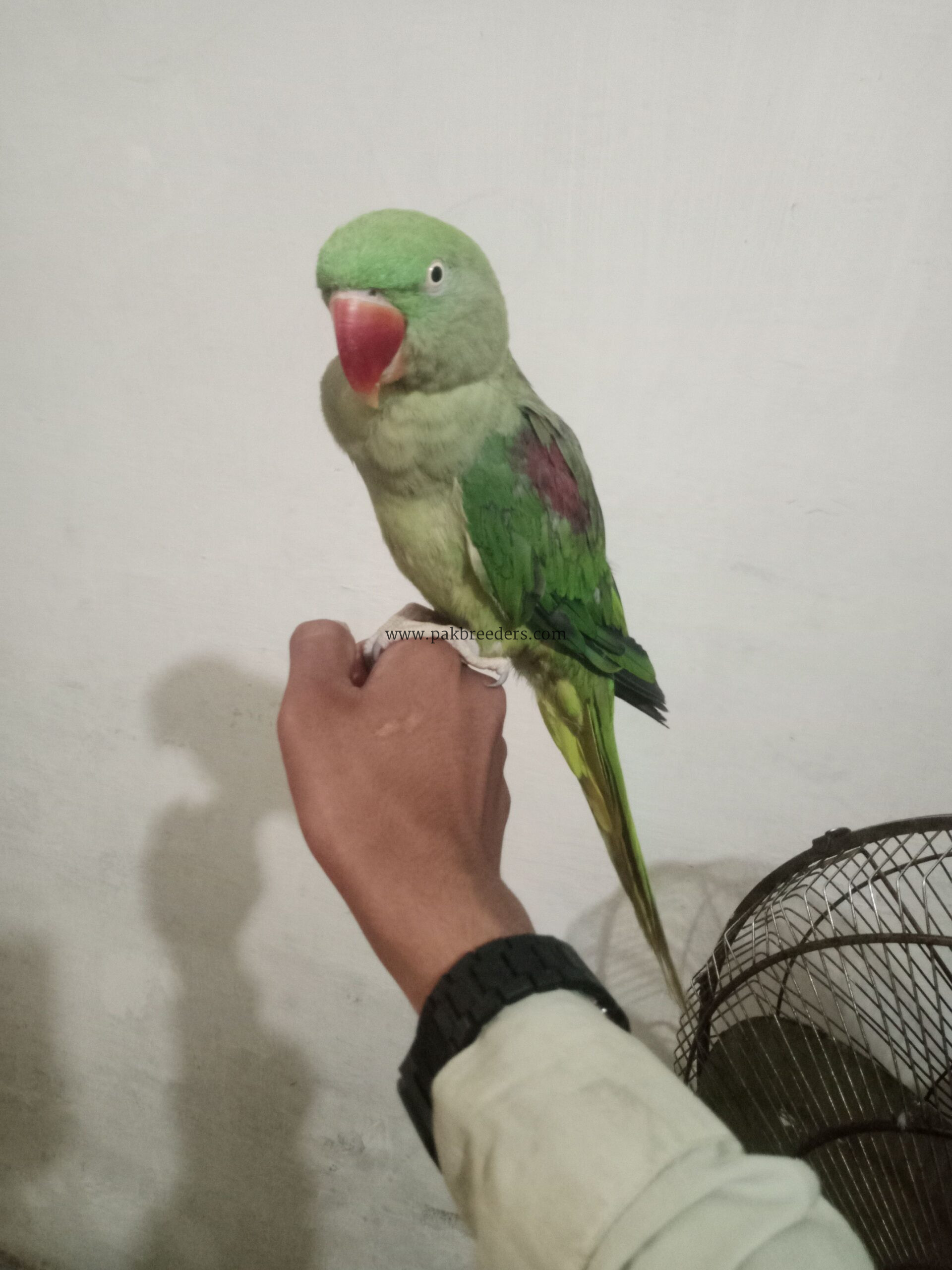 Kashmiri raw parrot ha hand tym