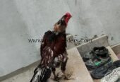 Aseel Type Rooster For Sale