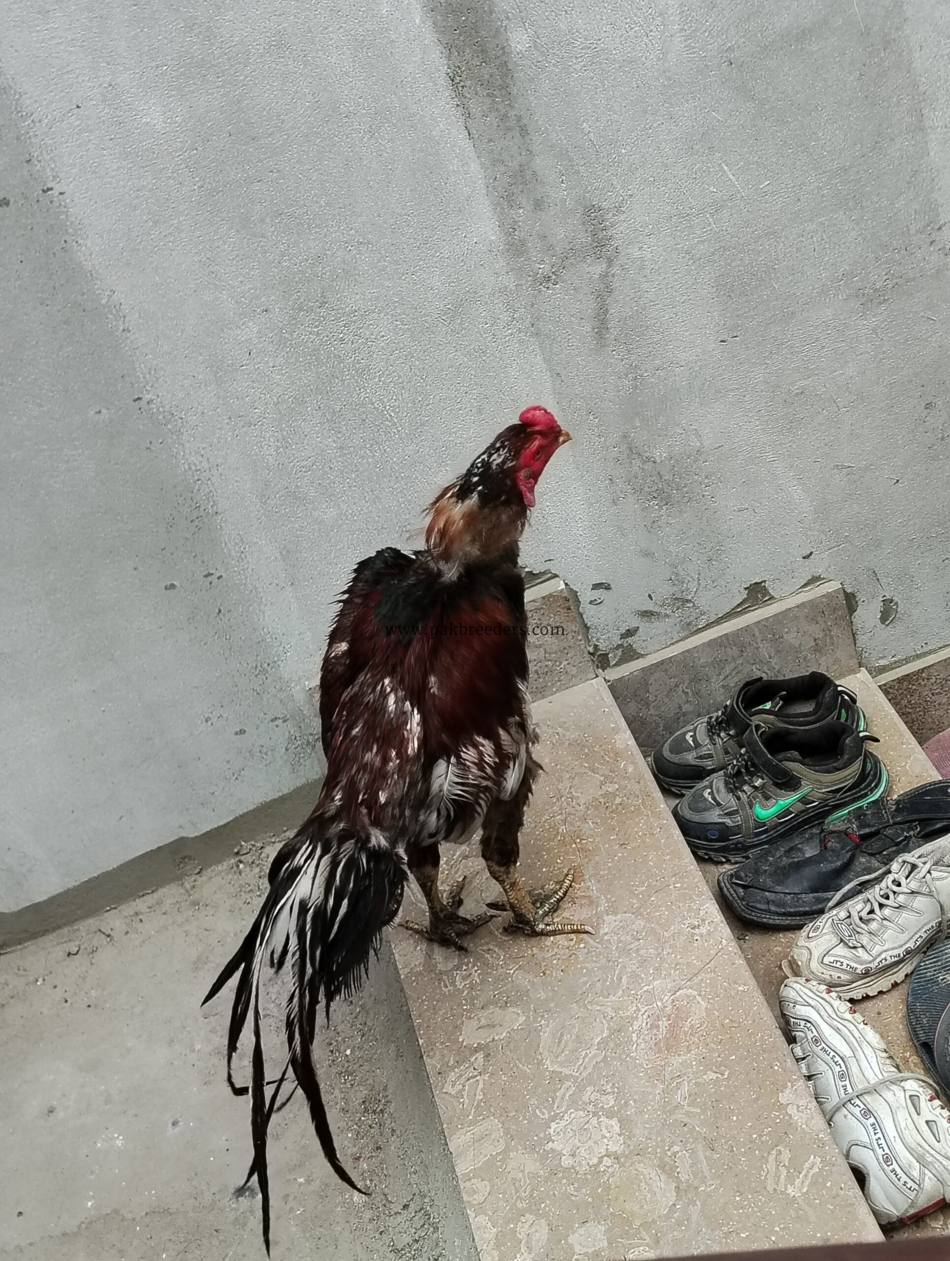 Aseel Type Rooster For Sale